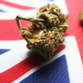 Understanding the Impact of Importing and Exporting Medical Cannabis in the UK