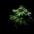 Exploring the Potential Risks and Benefits of Medical Cannabis for Mental Health