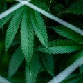 How to keep up with the latest cannabis news?