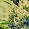 Accessing Medical Cannabis Treatments in the UK: A Comprehensive Guide to Online Ordering and Delivery Services