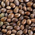 All about Cannabis Seeds - What to look for before you buy
