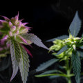 Indica vs. Sativa: Breaking Down the Differences in Medical Cannabis Strains