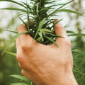 Cannabis: From Controversy to Cutting-Edge Applications