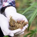 How do i get medical cannabis in the uk?
