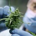 Understanding Dosage and Potency for Medical Cannabis in the UK