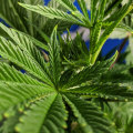 Growing Your Own Medical Cannabis in the UK: What You Need to Know