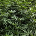 Managing Pain without Opioids: A Comprehensive Guide to Medical Cannabis in the UK