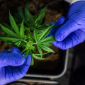 Exploring the Uses and Benefits of Medical Cannabis in the UK