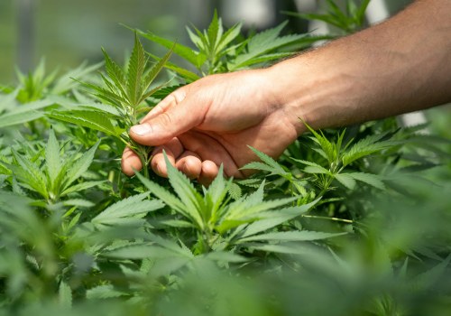 Current Legal Status of Medical Cannabis in the UK