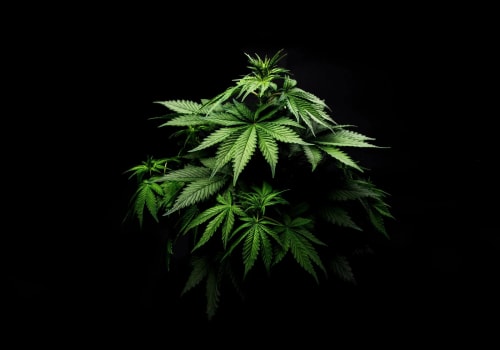 Exploring the Potential Risks and Benefits of Medical Cannabis for Mental Health