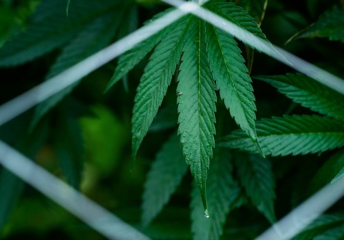 How to keep up with the latest cannabis news?