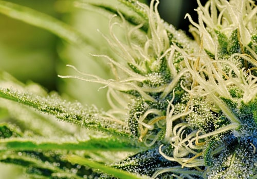 Accessing Medical Cannabis Treatments in the UK: A Comprehensive Guide to Online Ordering and Delivery Services