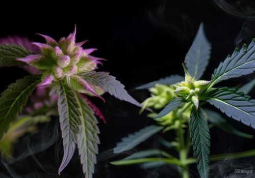 Indica vs. Sativa: Breaking Down the Differences in Medical Cannabis Strains