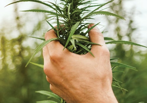 Cannabis: From Controversy to Cutting-Edge Applications