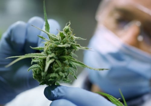 The Impact of International Laws on Medical Cannabis in the UK