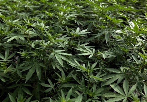 Managing Pain without Opioids: A Comprehensive Guide to Medical Cannabis in the UK