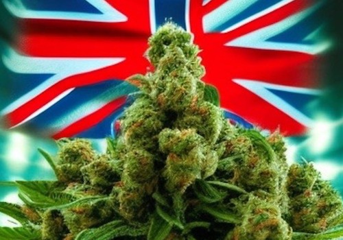 How to Choose the Right Strain for Your Needs: A Guide to Medical Cannabis in the UK