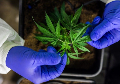 Exploring the Uses and Benefits of Medical Cannabis in the UK